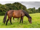 Sonate d'Oudairies par Until Sundown & Iroise d'Oudairies