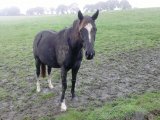 Joyeuse de Rica (Passing Sale & Ricamarie)