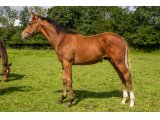 n. 2021 m. Gleneagles & Absolutly Me - août 2021