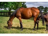 Please Me (Whipper & Midnight Flash)
