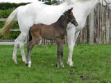 INSOLITE FOAL