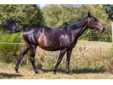 Baronne Picsou (Great Pretender & Deep Turple)
