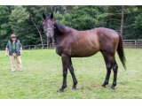 Gamin d'Oudairies 2016 (Kapgarde & Une d'Oudairies) - Juillet 2020