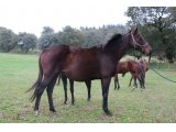 Ally des Bruyères (Until Sundown & Lady d'Oudairies)