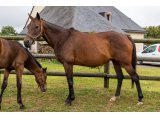 Ally des Bruyères (Until Sundown & Lady d'Oudairies)