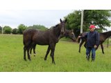 Mâle de Balko et Etoile de Loir, le 1e juin 2016