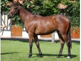 Beautyful yearling