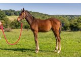n. 2020 m. Choeur du Nord & Valley Victory - Juin 2020
