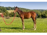 n. 2020 m. Choeur du Nord & Valley Victory - Juin 2020