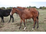 Femelle 2018 d'Alianthus et Linda's Melody, en octobre 2018