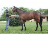 Banco des Mottes, à 3 ans au Haras du Chêne