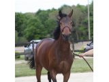 Banco des Mottes, à 3 ans au Haras du Chêne