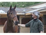 Banco des Mottes, à 3 ans au Haras du Chêne