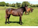 Yearling