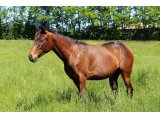 Yearling