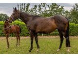 First du Lémo par Panoramic & Tavera