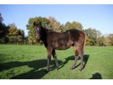 Je Relance (Martaline & Cool Raise)