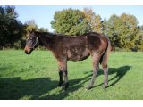 Je Relance (Martaline & Cool Raise)