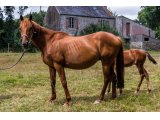 Speedy Blue par Vertical Speed & Ghisa