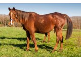 Prudence Jolie par Maresca Sorrento & Fortune Jolie
