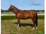 Landelles par High Chaparal