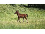 Femelle de Kapgarde et Ewing des Mottes,le 15 Mai 2017 