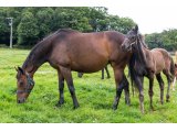Callia d'Oudairies par Saint des Saints & Quecy de Chadzeau