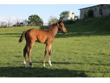 m.20 Maybewave x Battle Of Marengo (Photo prise le 24/05/2020)