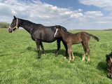 m.20 Courtisane x Cokoriko (Photo prise le 09/04/2020)