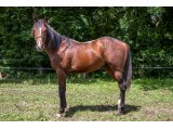 Kastin des Sources 2020 m. Whitecliffsofdover & Fitness Queen - juin 2021