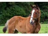 n. 2020 f. Kamsin & Pythie d'Oudairies - Juillet 2020