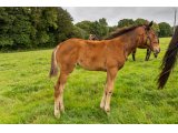 n. 2020 f. Kamsin & Pythie d'Oudairies - Juillet 2020