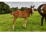 n. 2020 f. Kamsin & Pythie d'Oudairies - Juillet 2020