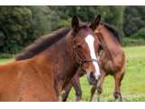 n. 2020 f. Kamsin & Pythie d'Oudairies - Juillet 2020
