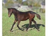 Lily Los foal