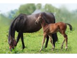 Lily Los foal et sa mère Verse