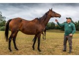 Humoriste par Saint Cyrien & Diamond Dove