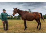 Humoriste par Saint Cyrien & Diamond Dove