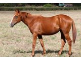 Jaguar Collonges (Aout 2020)