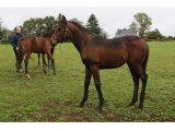 Joy des Bruyères (Great Pretender & Toujours Mieux)