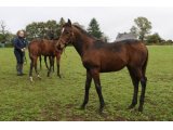 Joy des Bruyères (Great Pretender & Toujours Mieux)