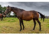 Diamond of Diana par Kapgarde & Humoriste