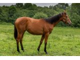 Kares des Bruyères 2020 f. Spanish Moon & Toujours Mieux - juin 2021