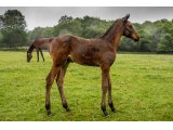 n. 2021 m. Kapgarde & Callia d'Oudairies - juin 2021
