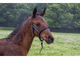 n. 2021 m. Kapgarde & Callia d'Oudairies - juin 2021