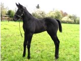 Idaho des Brosses par Lord du Sud & Quatre Or