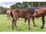 n. 2020 m. Bathyrhon & Callia d'Oudairies - Juillet 2020