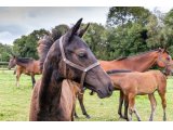 n. 2020 m. Bathyrhon & Callia d'Oudairies - Juillet 2020