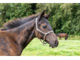 n. 2020 m. Bathyrhon & Callia d'Oudairies - Juillet 2020