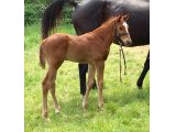 Jersey des Brosses par No Risk at All & Quatre Or